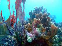 Great day of scuba diving in Key Largo with Rainbow Reef on permit ledges tropical odyssey 2014 04 26 r264 1