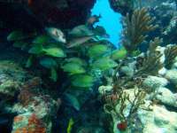 Great day of scuba diving in Key Largo with Rainbow Reef on permit ledges tropical odyssey 2014 04 26 r264 2