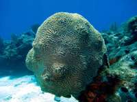 Great day of scuba diving in Key Largo with Rainbow Reef on snapper ledge tropical odyssey 2014 08 22 r685 1