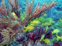 Great day of scuba diving in Key Largo with Rainbow Reef on snapper ledge tropical odyssey 2014 12 05 r1010 2