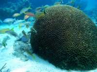 Great day of scuba diving in Key Largo with Rainbow Reef on snapper ledge tropical adventure 2014 02 07 r141 1