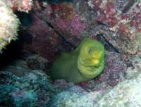 Great day of scuba diving in Key Largo with Rainbow Reef on eagle ray alley tropical odyssey 2014 07 24 r547 3