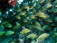 Great day of scuba diving in Key Largo with Rainbow Reef on snapper ledge tropical odyssey 2014 07 04 r448 1