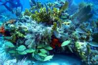 Great day of scuba diving in Key Largo with Rainbow Reef on snapper ledge tropical adventure 2014 03 09 r189 3