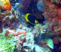 Great day of scuba diving in Key Largo with Rainbow Reef on north star tropical odyssey 2014 10 31 r935 2