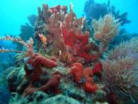 Great day of scuba diving in Key Largo with Rainbow Reef on eagle ray alley tropical odyssey 2014 09 15 r781 3