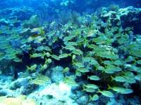 Great day of scuba diving in Key Largo with Rainbow Reef on snapper ledge tropical odyssey 2014 09 07 r753 1