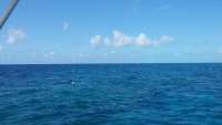 Great day of scuba diving in Key Largo with Rainbow Reef on molasses reef tropical odyssey 2015 04 15 r1407 1