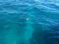Great day of scuba diving in Key Largo with Rainbow Reef on french reef tropical adventure 2015 12 11 r2362 1