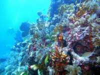 Great day of scuba diving in Key Largo with Rainbow Reef on conch wall tropical odyssey 2015 07 16 r1763 1