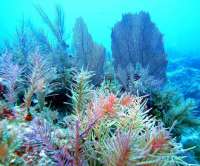 Great day of scuba diving in Key Largo with Rainbow Reef on molasses reef tropical odyssey 2015 07 02 r1705 2