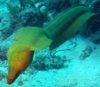 Great day of scuba diving in Key Largo with Rainbow Reef on molasses reef tropical odyssey 2015 06 11 r1609 1