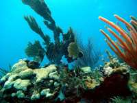 Great day of scuba diving in Key Largo with Rainbow Reef on winch hole tropical odyssey 2015 06 01 r1572 1