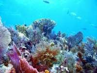 Great day of scuba diving in Key Largo with Rainbow Reef on winch hole tropical odyssey 2015 06 04 r1579 2