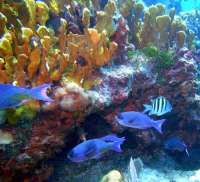 Great day of scuba diving in Key Largo with Rainbow Reef on winch hole tropical odyssey 2015 06 04 r1579 3