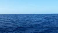 Great day of scuba diving in Key Largo with Rainbow Reef on molasses reef tropical odyssey 2015 03 12 r1271 1