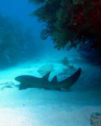 Great day of scuba diving in Key Largo with Rainbow Reef on winch hole tropical odyssey 2015 03 14 r1272 2