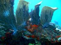 Great day of scuba diving in Key Largo with Rainbow Reef on north star tropical odyssey 2015 05 11 r1487 2
