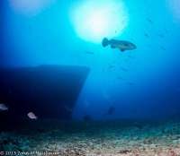 Great day of scuba diving in Key Largo with Rainbow Reef on uscgc duane tropical adventure 2015 05 18 r1512 2