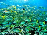 Great day of scuba diving in Key Largo with Rainbow Reef on snapper ledge tropical odyssey 2015 10 09 r2121 2