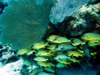Great day of scuba diving in Key Largo with Rainbow Reef on snapper ledge tropical odyssey 2015 10 16 r2160 1