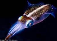 Great day of scuba diving in Key Largo with Rainbow Reef on snapper ledge tropical odyssey 2015 09 10 r1992 1