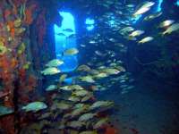 Great day of scuba diving in Key Largo with Rainbow Reef on uscgc duane tropical odyssey 2015 09 18 r2021 1