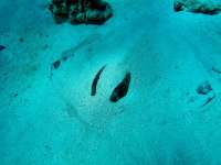 Great day of scuba diving in Key Largo with Rainbow Reef on molasses reef tropical odyssey 2016 02 18 r2521 1