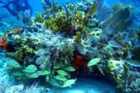 Great day of scuba diving in Key Largo with Rainbow Reef on snapper ledge tropical odyssey 2016 01 08 r2432 2