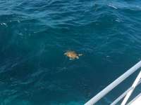 Great day of scuba diving in Key Largo with Rainbow Reef on conch wall tropical adventure 2016 11 16 r3514 3