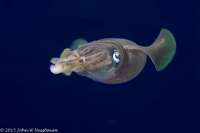 Great day of scuba diving in Key Largo with Rainbow Reef on christmastree cave tropical odyssey 2017 08 01 r4572 1