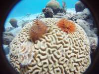 Great day of scuba diving in Key Largo with Rainbow Reef on pickle barrel wreck tropical legend 2017 12 29 r5201 1