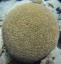 Great day of scuba diving in Key Largo with Rainbow Reef on hole in the wall tropical legend 2017 06 26 r4388 1