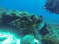 Great day of scuba diving in Key Largo with Rainbow Reef on molasses reef tropical odyssey 2017 11 09 r4940 1