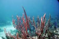 Great day of scuba diving in Key Largo with Rainbow Reef on molasses reef tropical destiny 2018 08 03 r7197 1