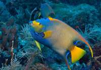 Great day of scuba diving in Key Largo with Rainbow Reef on molasses reef tropical serenity 2018 08 05 r6741 1
