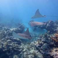 Great day of scuba diving in Key Largo with Rainbow Reef on pickle barrel wreck tropical legend 2018 07 27 r6669 1