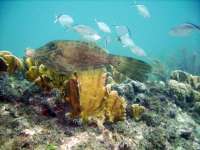 Great day of scuba diving in Key Largo with Rainbow Reef on snapper ledge tropical serenity 2018 07 31 r7193 1