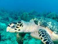Great day of scuba diving in Key Largo with Rainbow Reef on drift molasses santana 2018 06 09 r7174 1