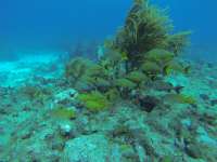 Great day of scuba diving in Key Largo with Rainbow Reef on eagle ray alley tropical legend 2018 03 24 r5668 1