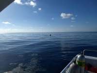 Great day of scuba diving in Key Largo with Rainbow Reef on spiegel grove tropical explorer 2018 10 20 r7309 1