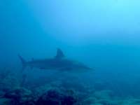 Great day of scuba diving in Key Largo with Rainbow Reef on christmastree cave tropical legend 2019 04 02 r8060 1