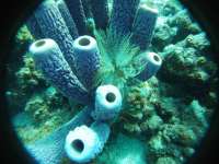 Great day of scuba diving in Key Largo with Rainbow Reef on city of washington tropical legend 2019 04 29 r8197 1