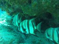 Great day of scuba diving in Key Largo with Rainbow Reef on conch wall tropical odyssey 2019 04 24 r8171 1