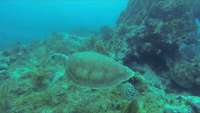 Great day of scuba diving in Key Largo with Rainbow Reef on french reef santana 2019 04 15 r8126 1