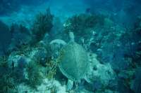 Great day of scuba diving in Key Largo with Rainbow Reef on permit ledges tropical legend 2019 04 25 r8173 2