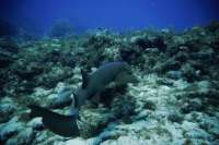 Great day of scuba diving in Key Largo with Rainbow Reef on winch hole tropical legend 2019 04 25 r8175 1