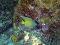 Great day of scuba diving in Key Largo with Rainbow Reef on drift molasses tropical explorer 2019 08 03 r8638 1