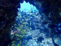 Great day of scuba diving in Key Largo with Rainbow Reef on fire coral cave santana 2019 08 16 r8699 1