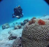 Great day of scuba diving in Key Largo with Rainbow Reef on hole in the wall tropical adventure 2019 08 10 r8671 1